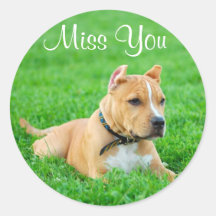 Miss You Pitbull Puppy Dog Greeting Stickers