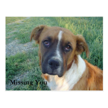 Missing You Dog Postcard