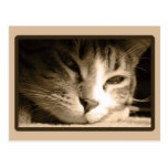 Missing You Postcards