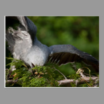 Mississippi Kite photo postcard postcards