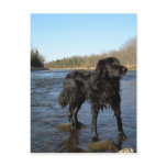 Mississippi river Dog on the Rocks Postcard