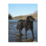 Mississippi river Dog on the Rocks Postcard