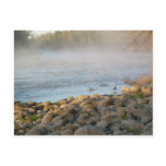 Mississippi river Duck Duck dawn Post Cards