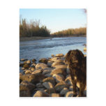 Mississppi river - Good Morning Postcard