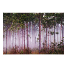 Mist among pine trees at sunrise, Everglades Photograph