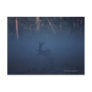 Mist around Elk in Forest Postcard