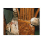 mister cat postcards