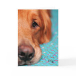 Mister Farley, the Golden Retriever Greeting Card
