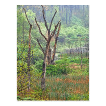 Misty Swamp Postcard