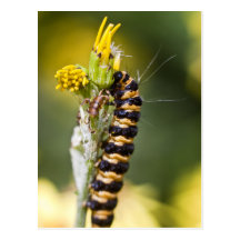 Mite de cinabre Stripey orange Caterpillar Carte Postale