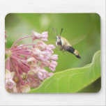 Mite de colibri sur des fleurs de Milkweed Tapis De Souris