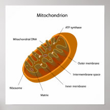 Mitochondrion structure Poster