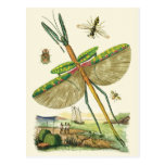 Mixed Bag O'Bugs Post Cards