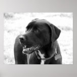 Mixed Breed Posters