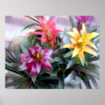 Mixed Bromeliads posters