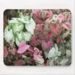 Mixed Caladiums Mouse Pads