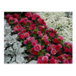 Mixed flowers in flower bed postcards