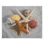 Mixed Sea Shells and Starfish on White Sand Beach photography