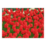 Mixed Tulips flowers Personalized Announcement
