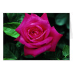 Mlle All-American Beaut de beau rose de thé hybrid Cartes