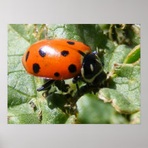 Mlle Ladybug Posters