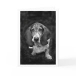 mocca the basset greeting cards