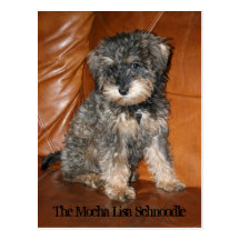 Mocha Lisa Schnoodle Post Cards