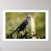 mocking bird posters