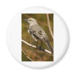 Mockingbird Ornithology Fridge Magnets