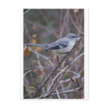 Mockingbird Ornithology Postcards
