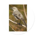 Mockingbird Ornithology Sticker