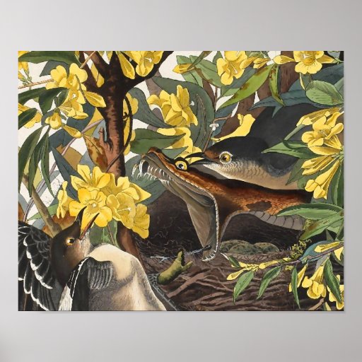 Mockingbirds, John James Audubon Posters