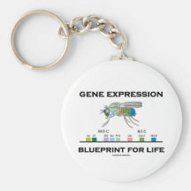 Modèle d'expression du gène pour des gènes de boît porte-clef
