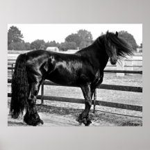 Modélisation de cheval poster