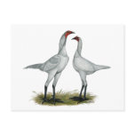 Modern Game Bantam:  Self Blue Postcards