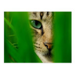 Moggy jouant la jungle cartes postales