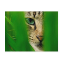 Moggy Playing Jungle Postcards