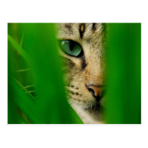 Moggy Playing Jungle Postcards