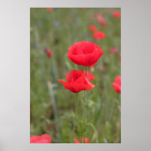 Mohn 2012 23 plakat