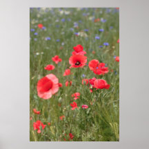 Mohn 2012 29 plakat