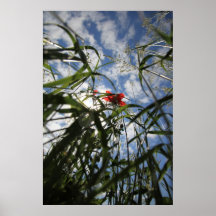 Mohn 2012 9 poster