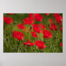 Mohnfeld Impressionen Plakatdrucke