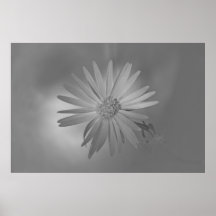 Mojave Aster Wildflower (b/w) Print