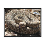 Mojave Rattlesnake in Congress, Arizona Postcards