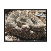 Mojave Rattlesnake in Congress, Arizona Postcards