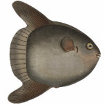 Mola Mola Ocean Sunfish Magnet for Your Fridge photo sculptures