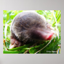 Mole Posters