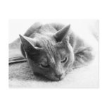Mollie Postcards