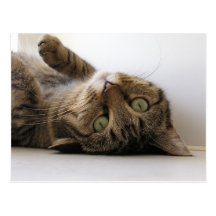 Molly Postcards
