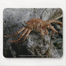 Molted King Crab Shell, Dutch Harbour, AK Mouse Pads